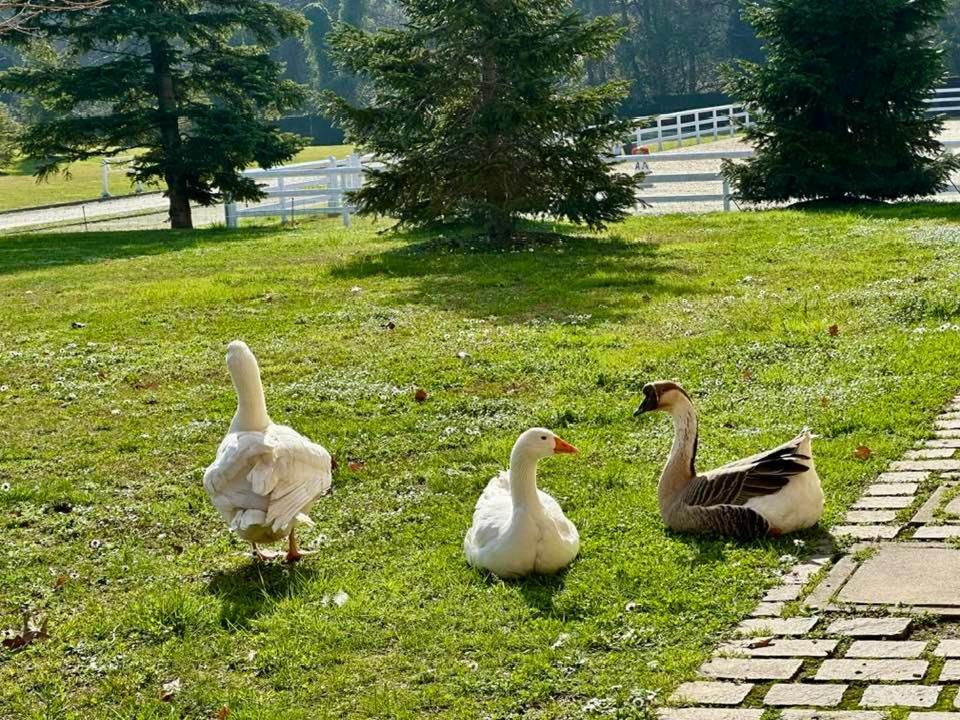 Agriturismo Il Boschetto Ornago Buitenkant foto